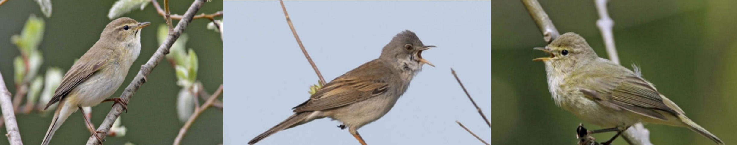 passerines