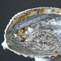 Mother-of-pearl