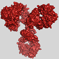 ImmuneS_EnkelejdaMiho_Antibody
