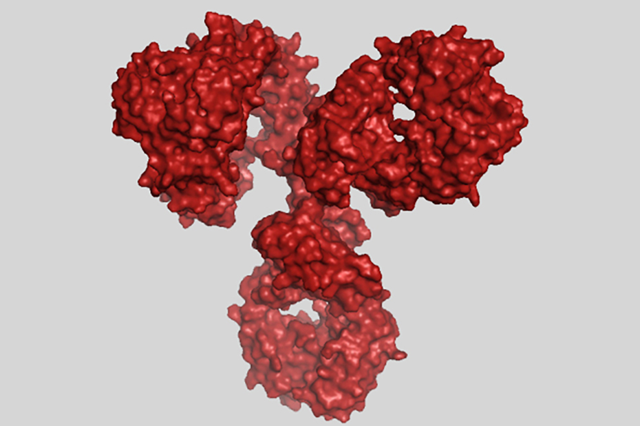 ImmuneS_EnkelejdaMiho_Antibody