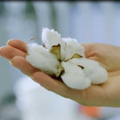 cotton