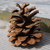 Pine cone