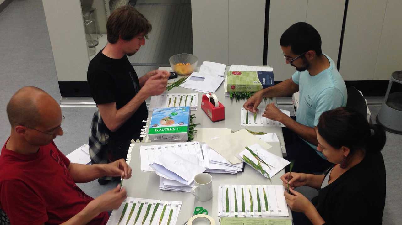 Scientists preparing leaves for the digital scans.