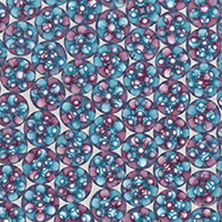 Droplets of an Oil/Water/Oil double emulsion with two different cores