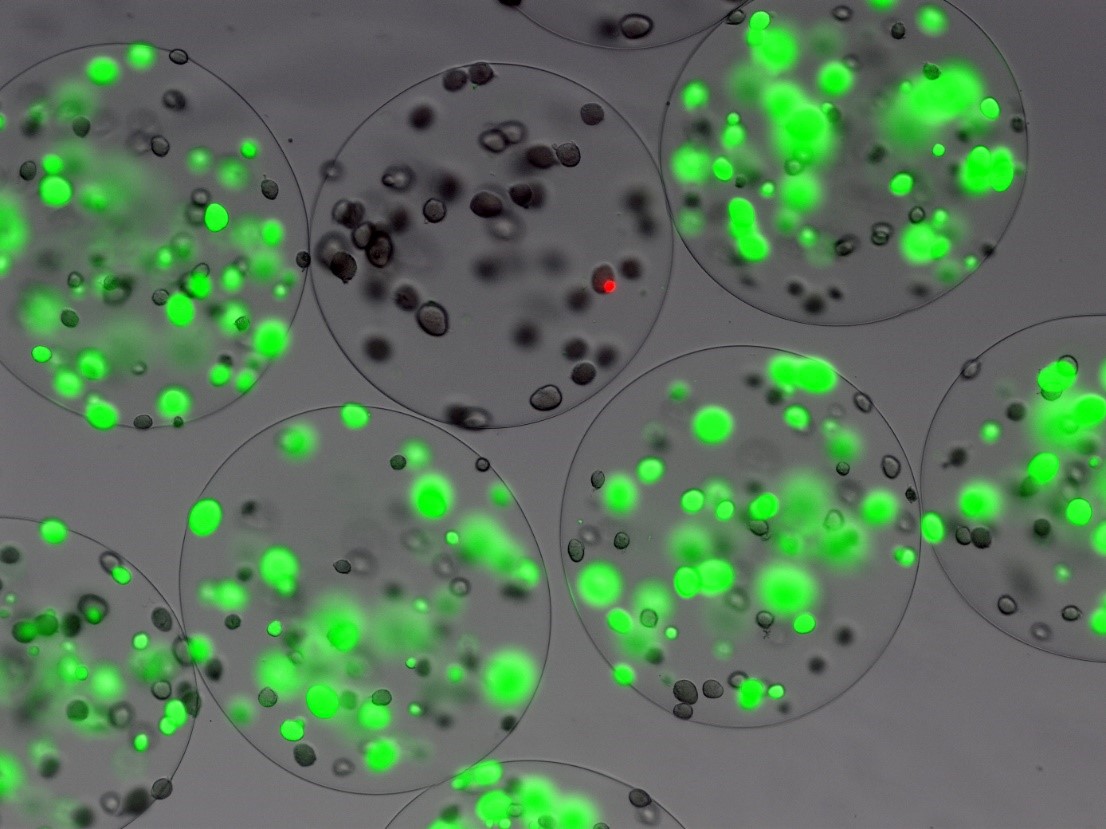 Microsphere laboratory