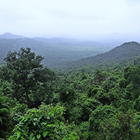 picture of rainforest