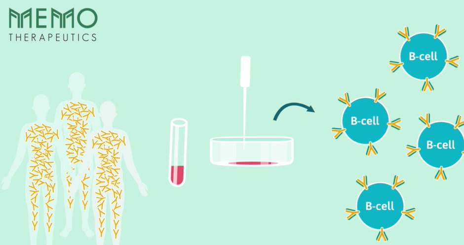illustration of B-cell isolation