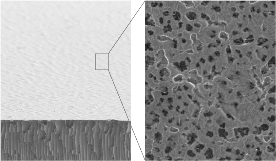 membrane