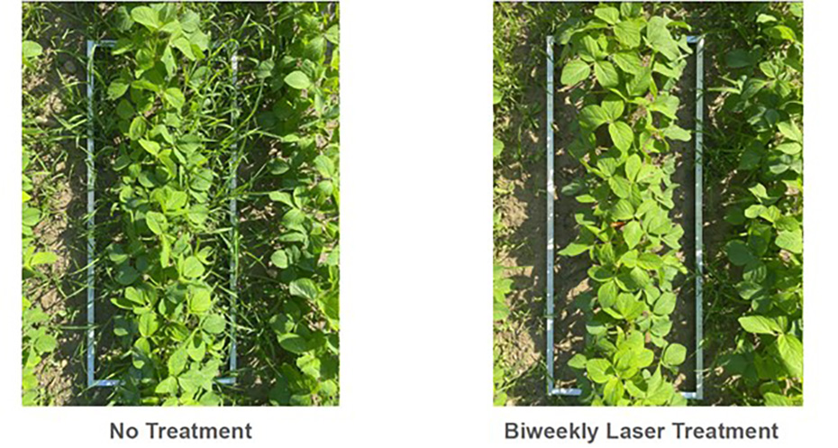 example of untreated and treated field - less weeds in treated field