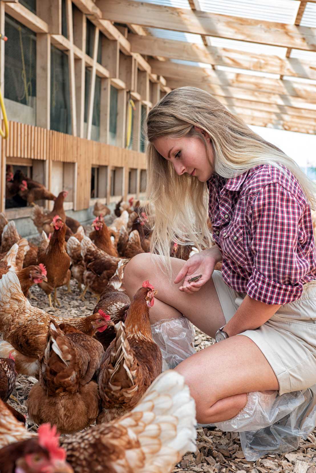 woman in henhouse feeding crickets to the hens