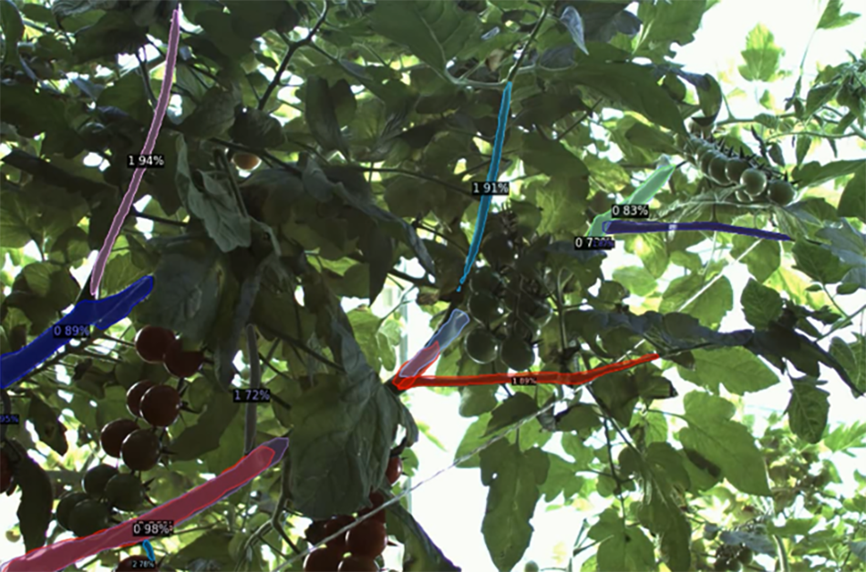 image of plants with stems highlighted