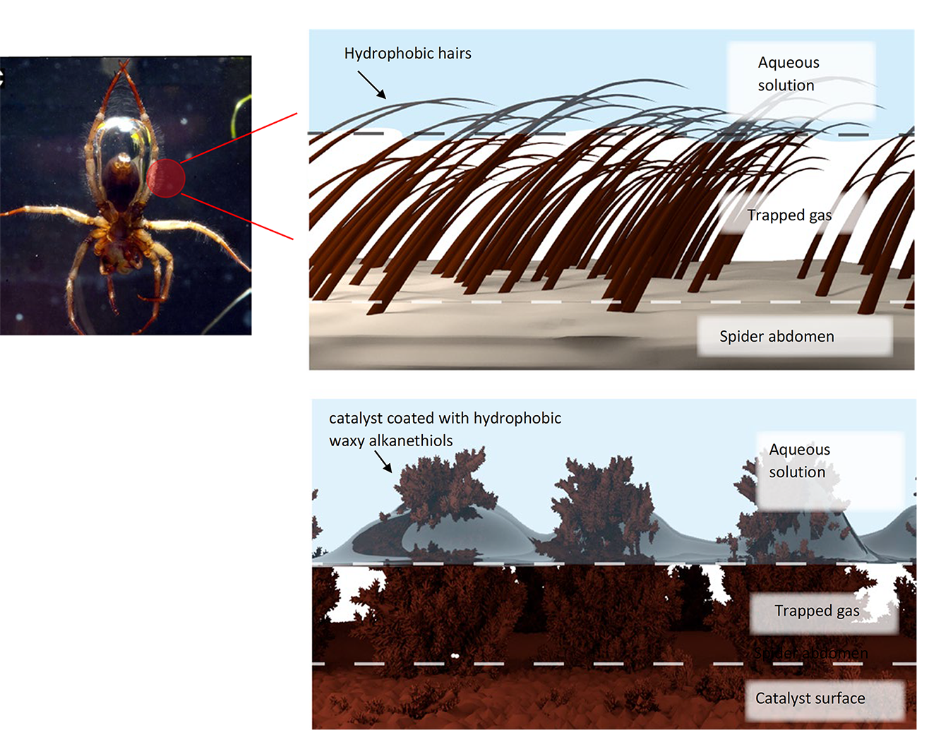 diving spider and graph showing details